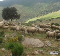 Algérie