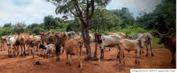 [Podcast] | Elevage multifonction