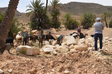 Echanges entre trois territoires pastoraux au Maroc, en Tunisie et en France