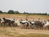Les terres communautaires  au Niger : définitions et statuts