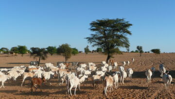 Le foncier agropastoral, les effets des déplacements massifs de populations et des programmes de formalisation des droits à l’agenda de travail du Comité Foncier